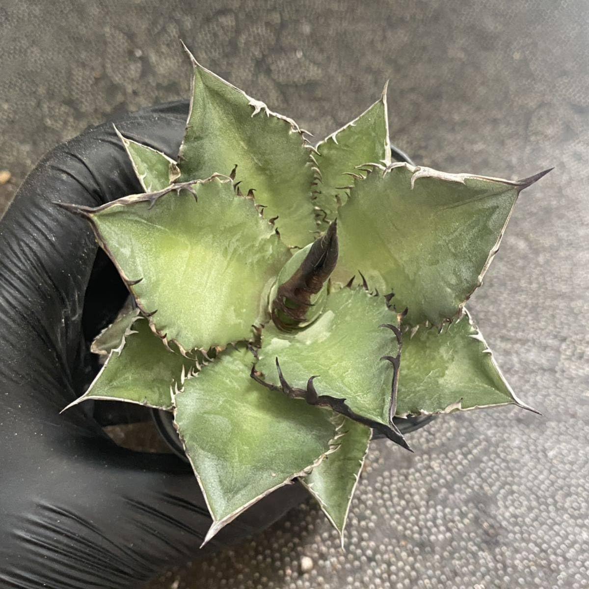 Amazon.co.jp: 多肉植物アガベ チタノタ ブラックファイヤー 黒火焔 美